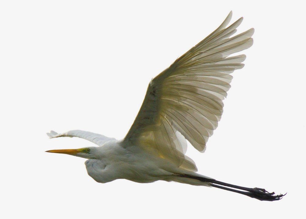 Большая белая цапля