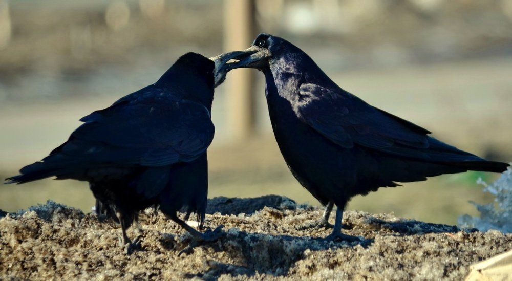 Поцелуй грача