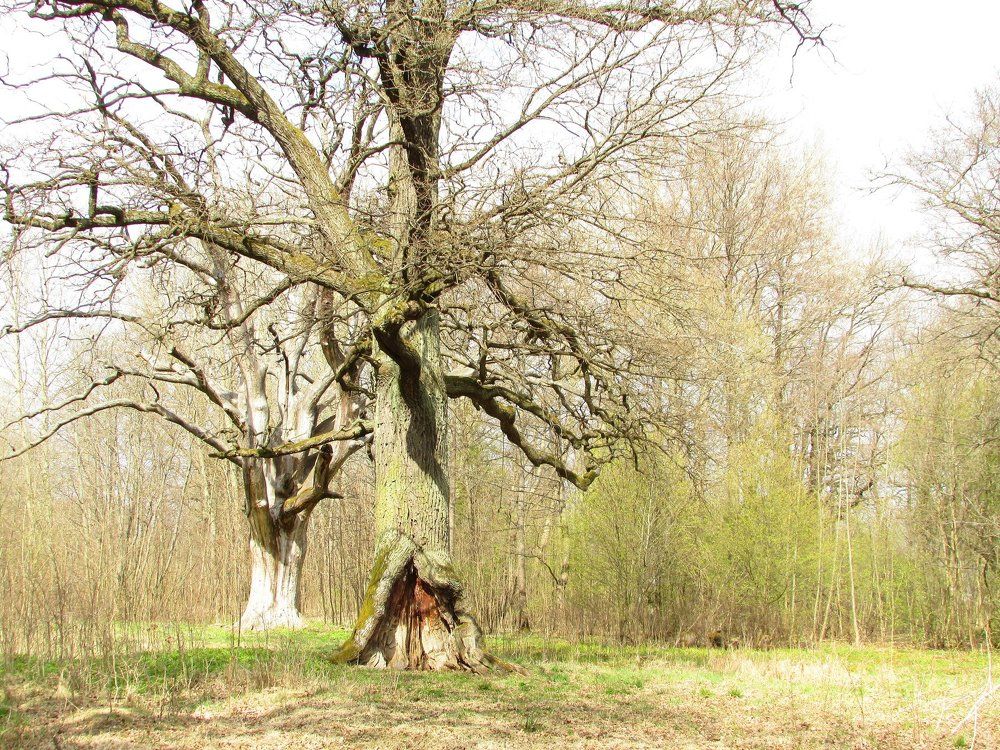 Репинские дубы