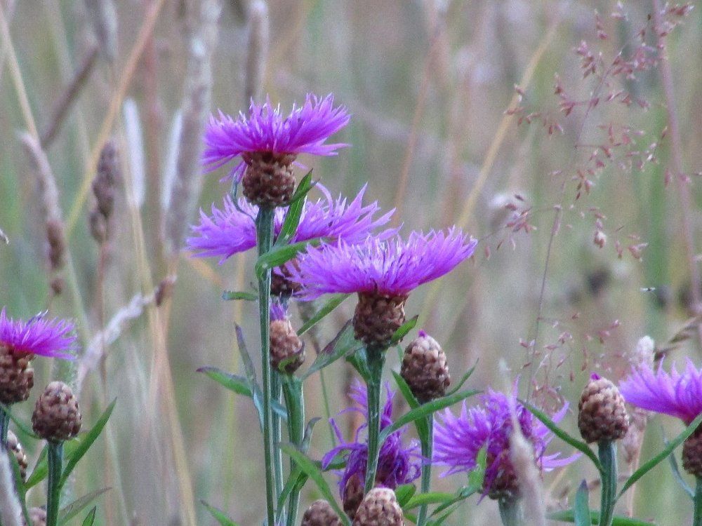 Полевые цветы