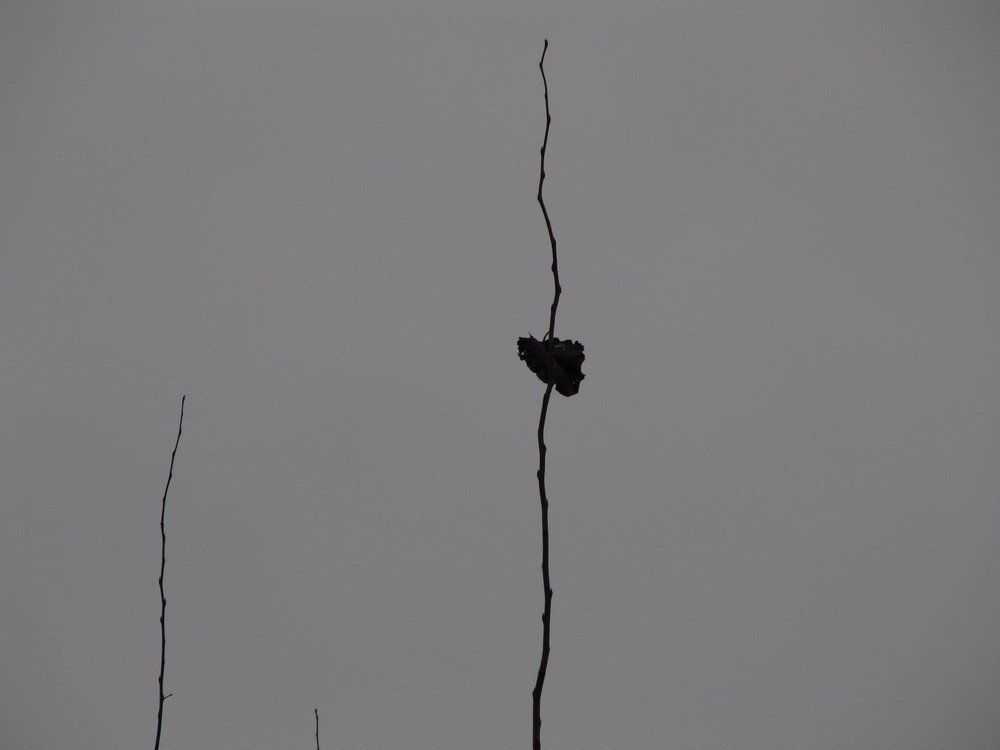 Остаться в живых