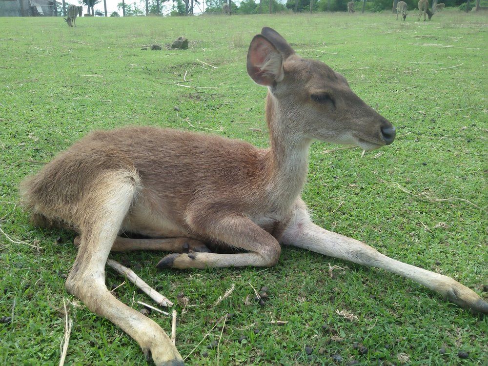 Deerfarm