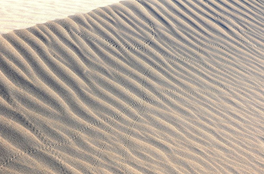 Следы в песках