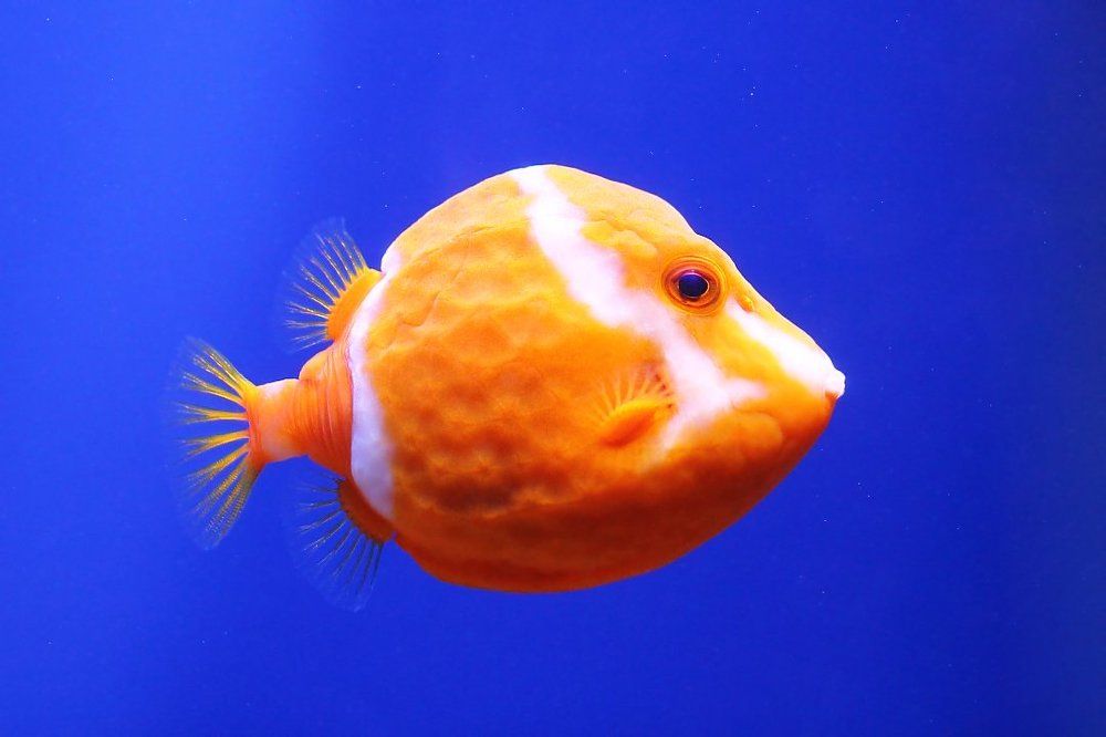 Людиии, рыбыыы!!! Ауууу!!!...