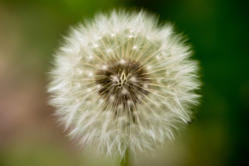 Только одуванчик