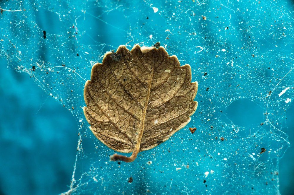 Листочек в паутине