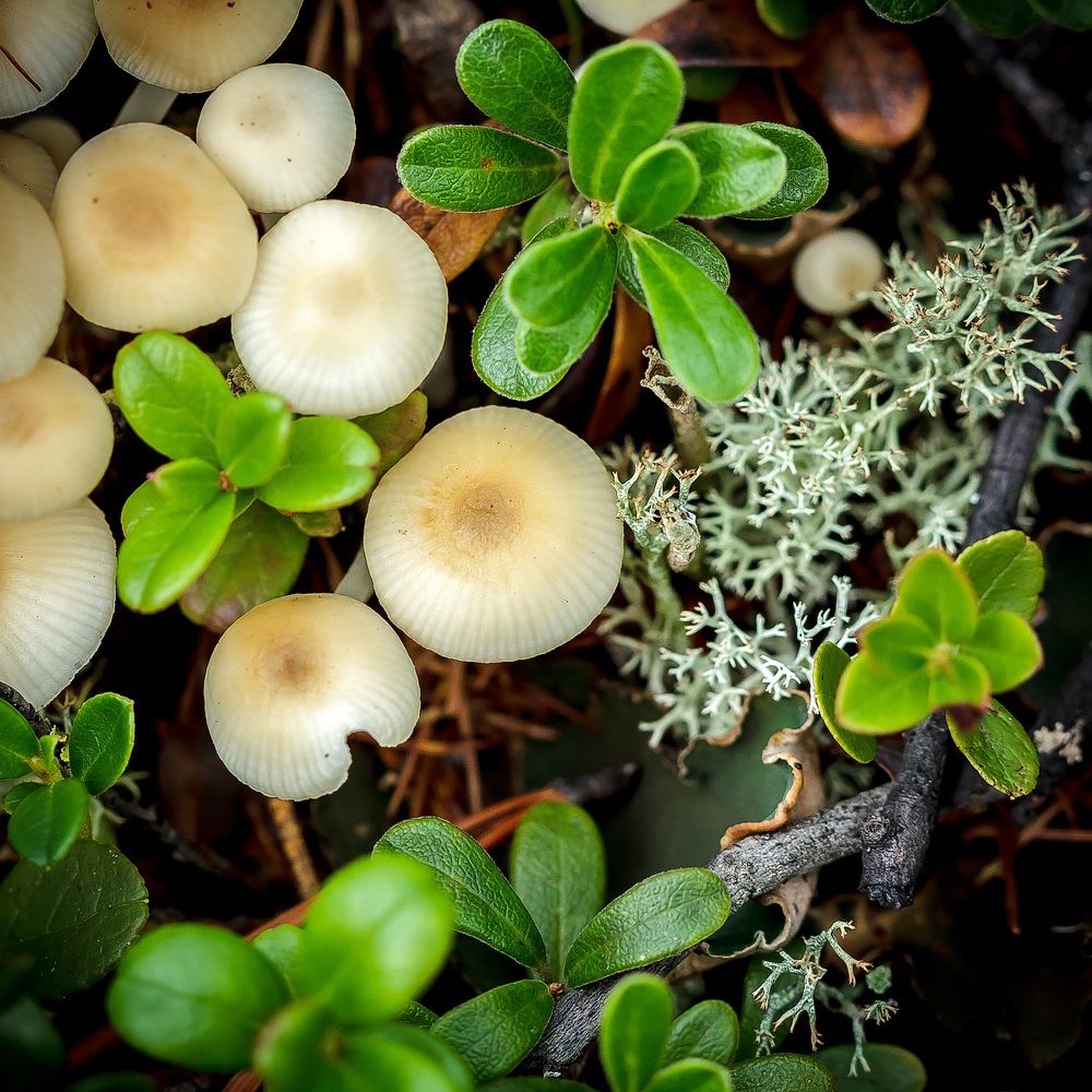 Разнообразие...