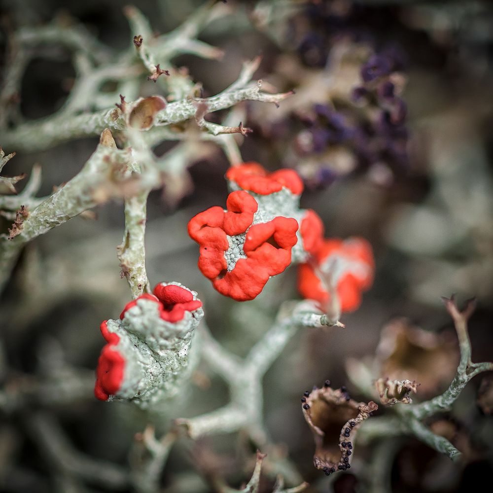 Что-то... Мох.