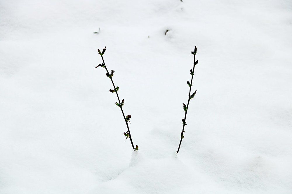Сладкая парочка на белом