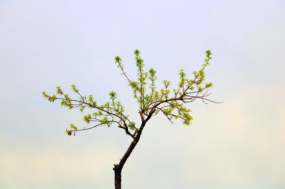 Одинокое дерево