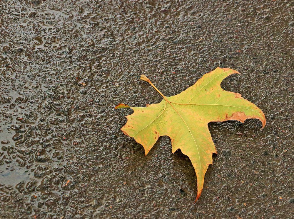 Я - желтый лист под вашими ногами...