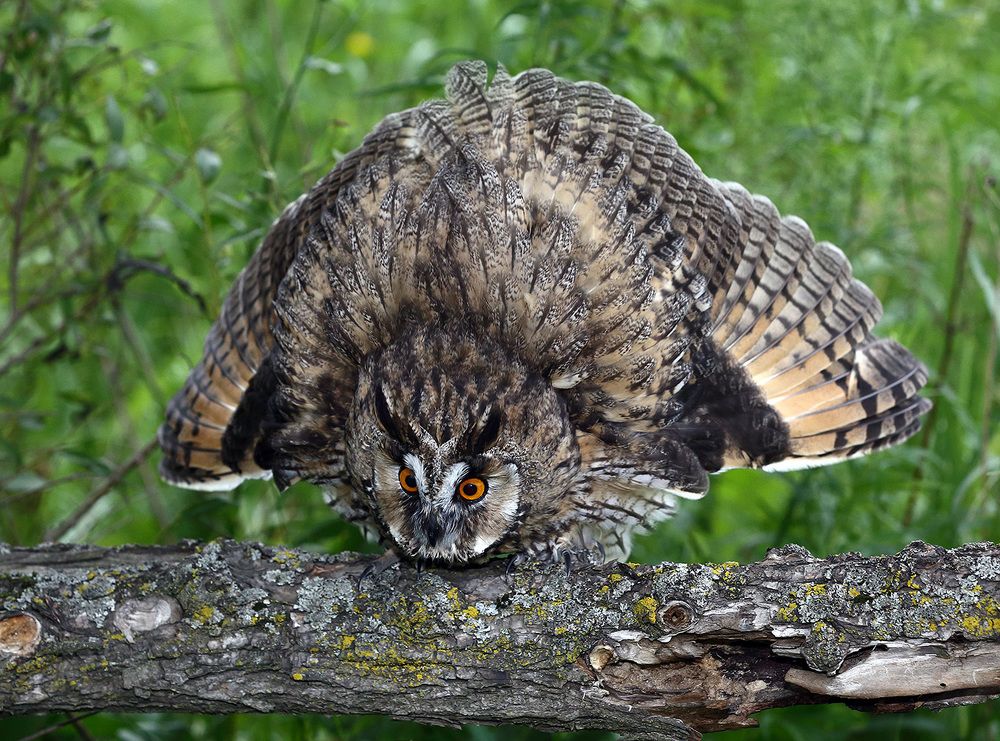 Большая и страшная