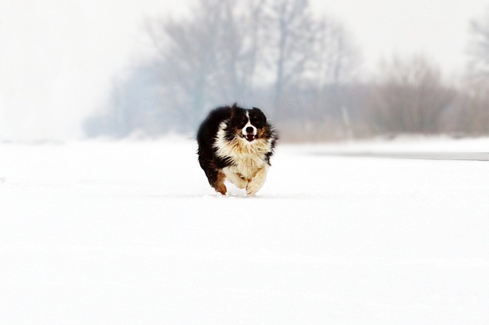 Быстрее ветра