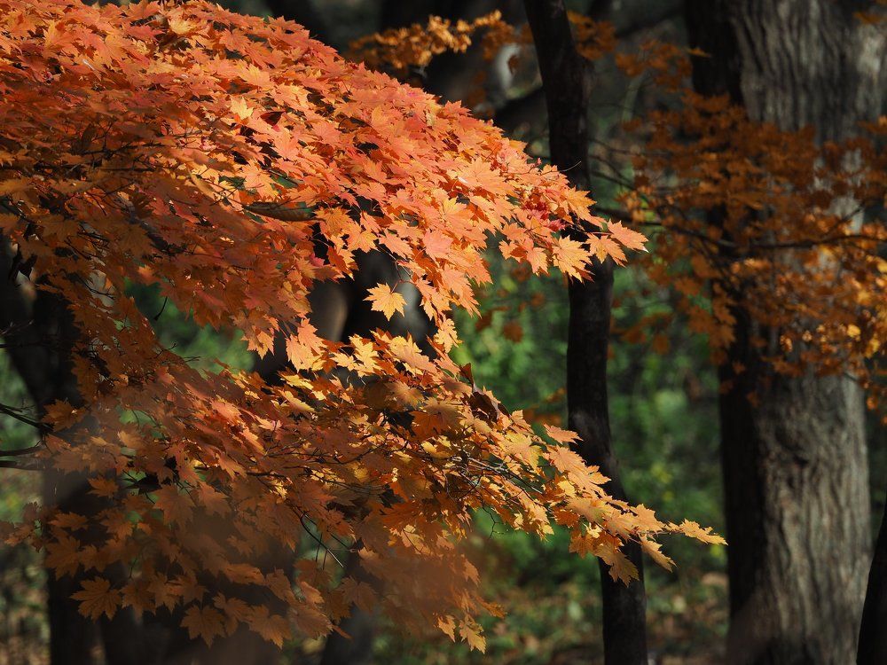 оранжевые листья