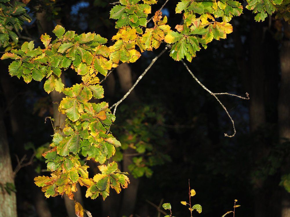 дыхание осени