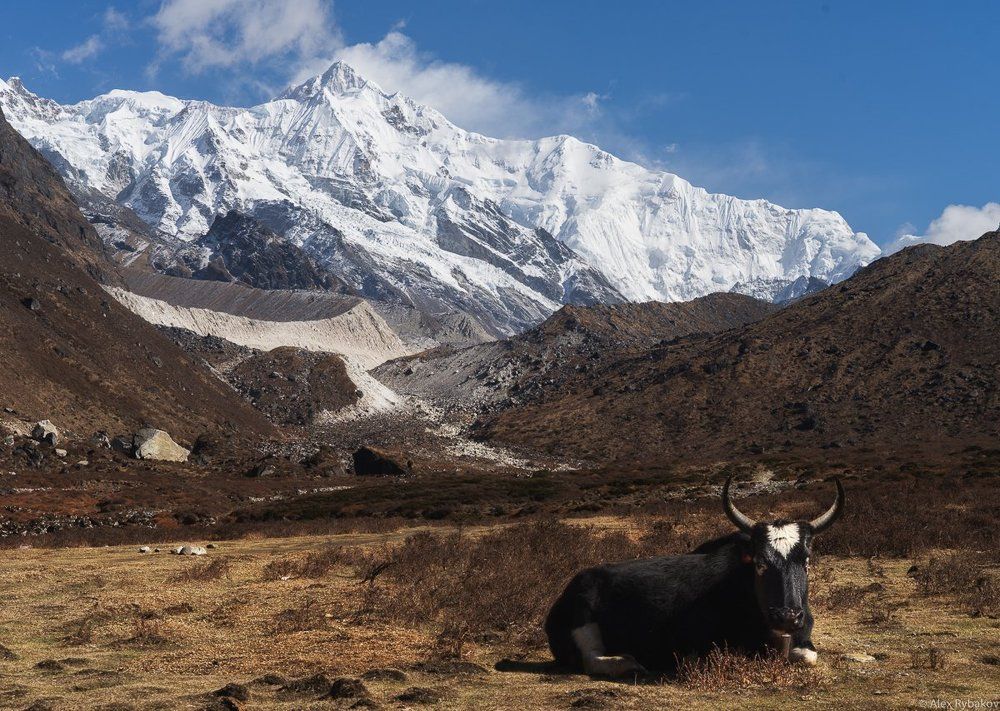 Яки на высокогорье.