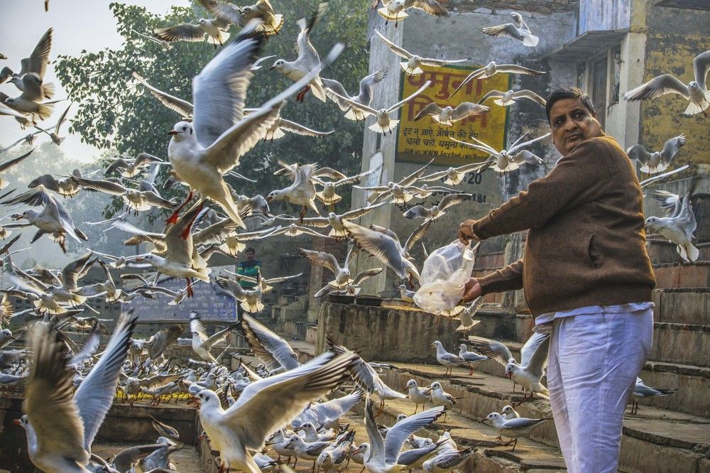 Gulls Of Yamuna