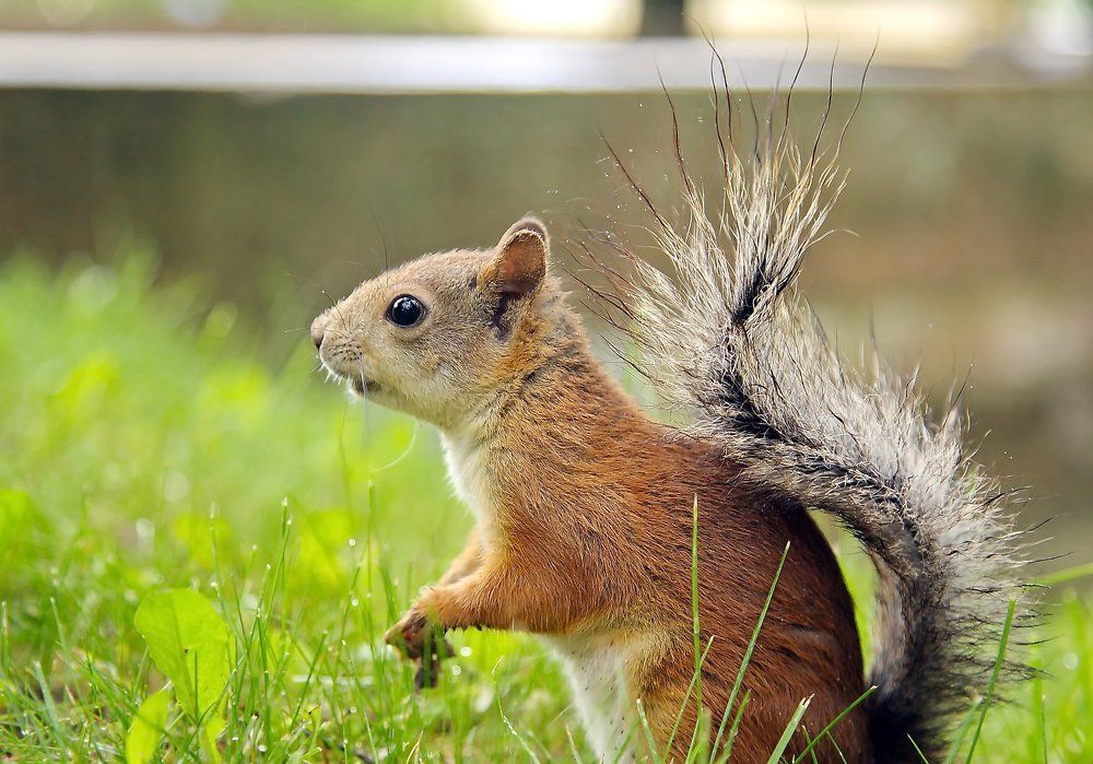 НАКРАПЫВАЕТ