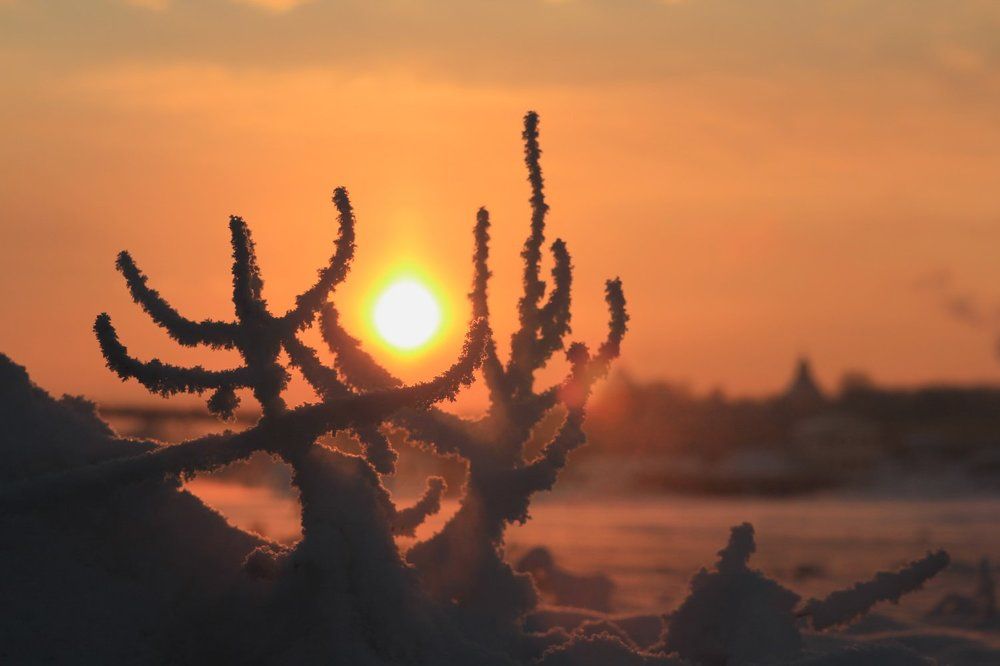 Снежные кораллы