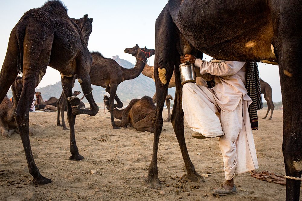 Milking camel