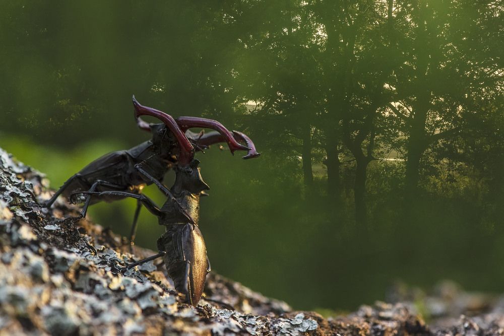 Photograph by Евгений Мельников