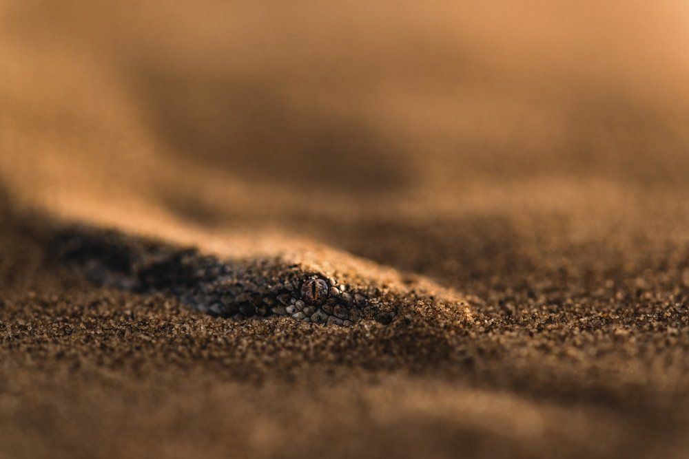 Житель песков