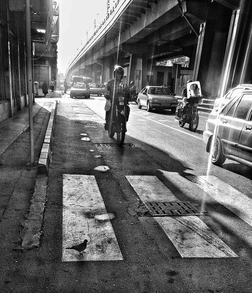 Urban bird