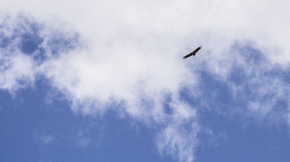 Всевидящий.