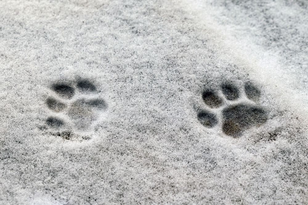 Первый снег - первые следы...