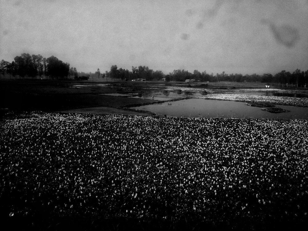 Rural Side In Winter