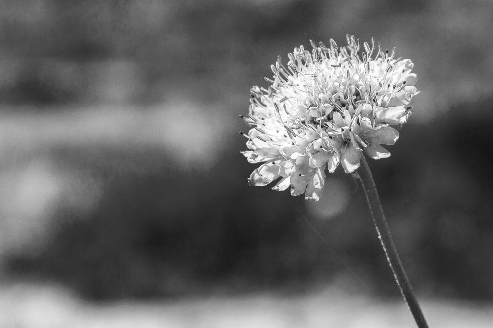 Photograph by André Marques