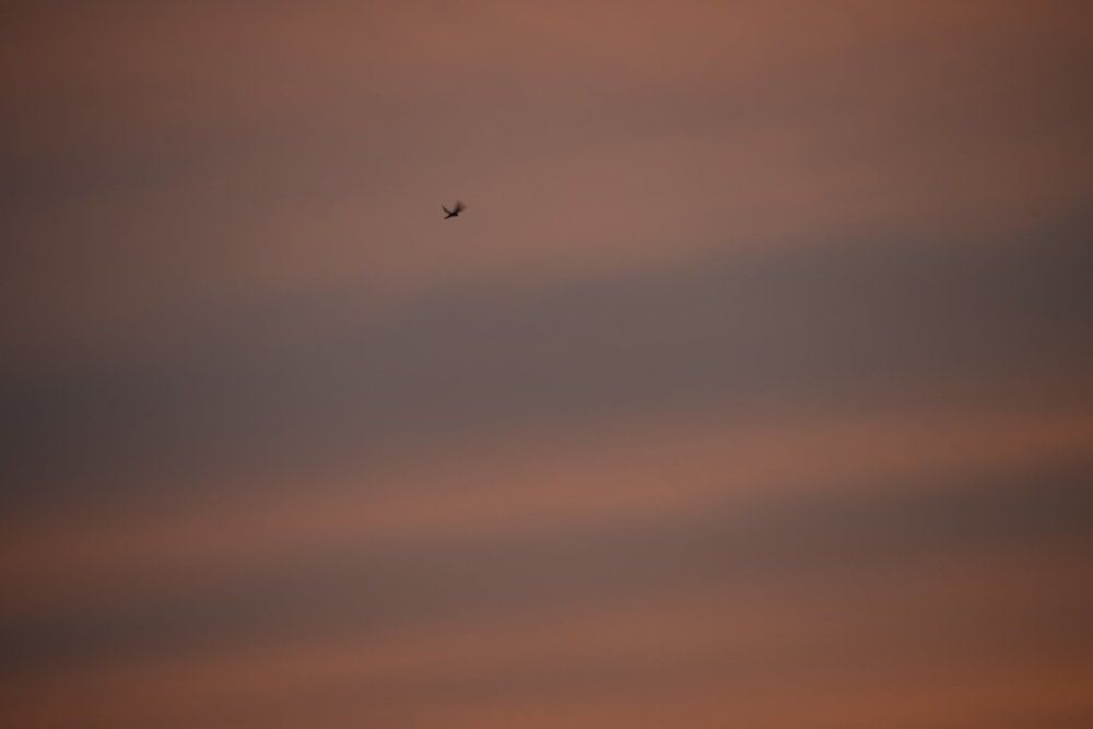 Вечерняя охота