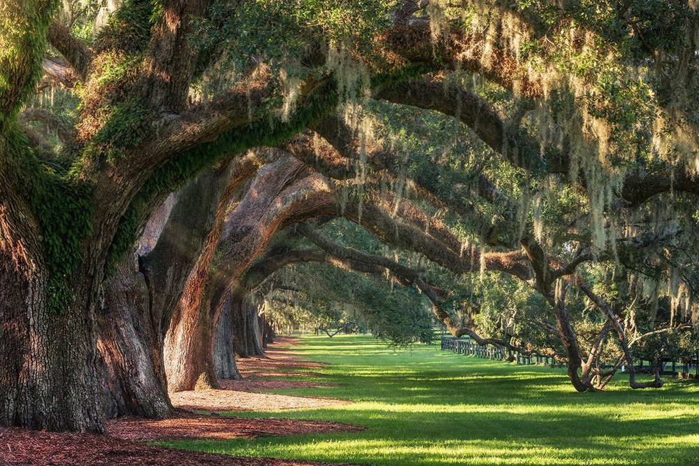 Дубовая Аллея