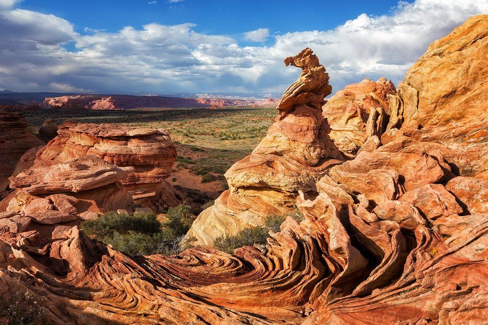 Каменный морской конек