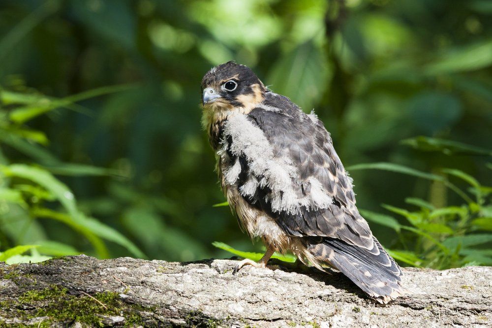 Слёток чеглока