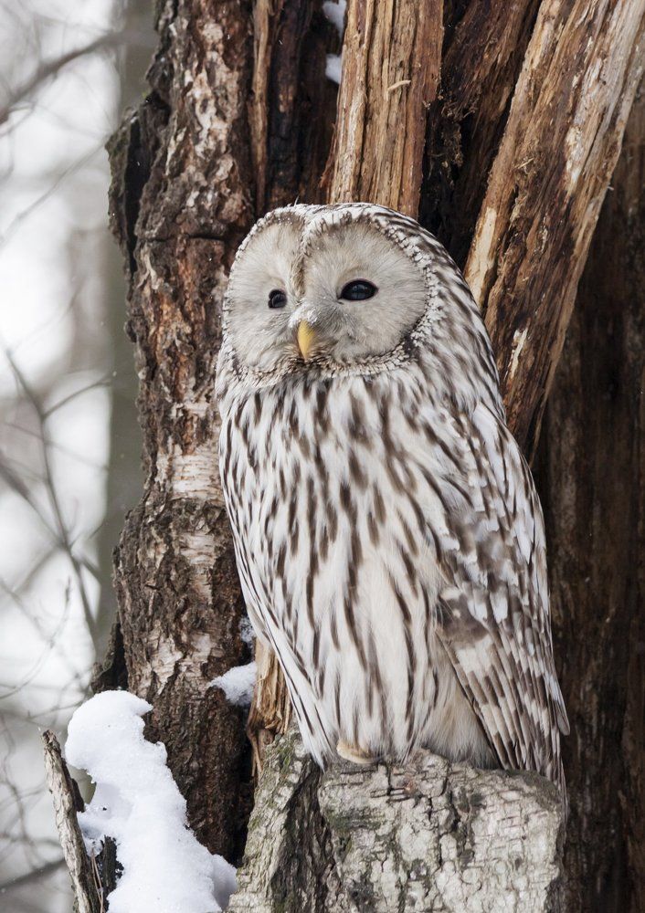 Длиннохвостая неясыть