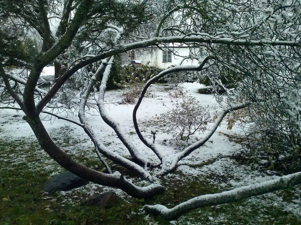 Геометрия природы (The geometry of nature)