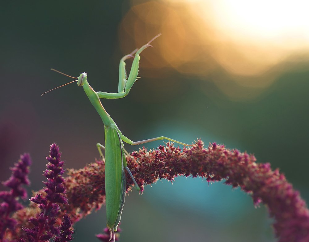Дирижёр хора солнечных зайчиков