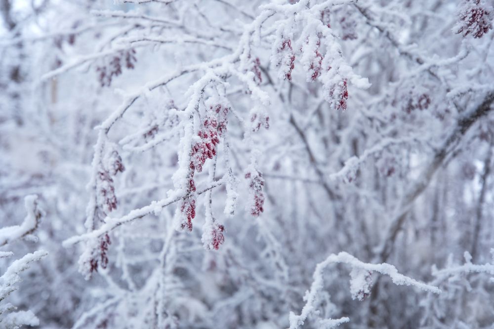 Мой сказочный лес