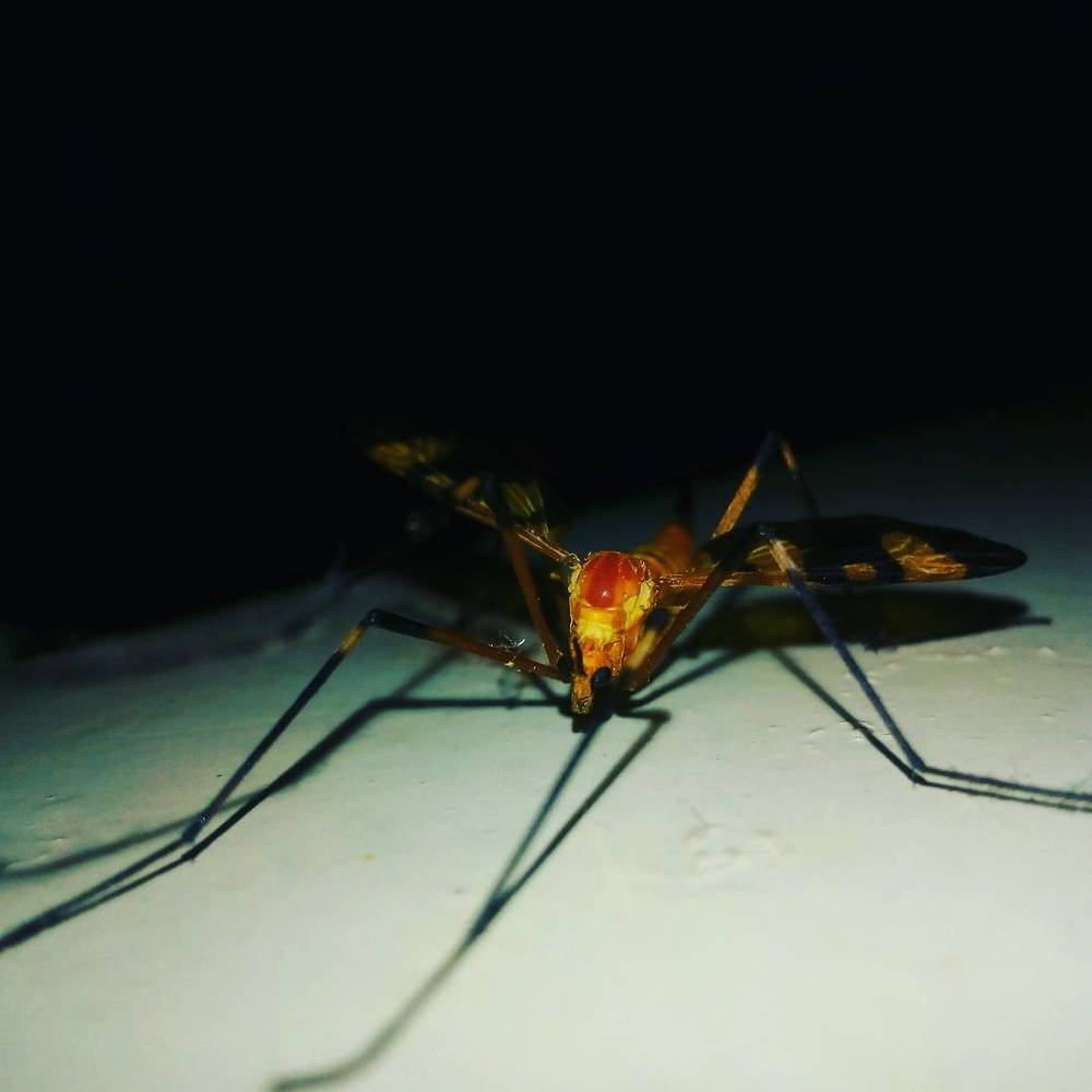 Through the eyes of tiny insect
