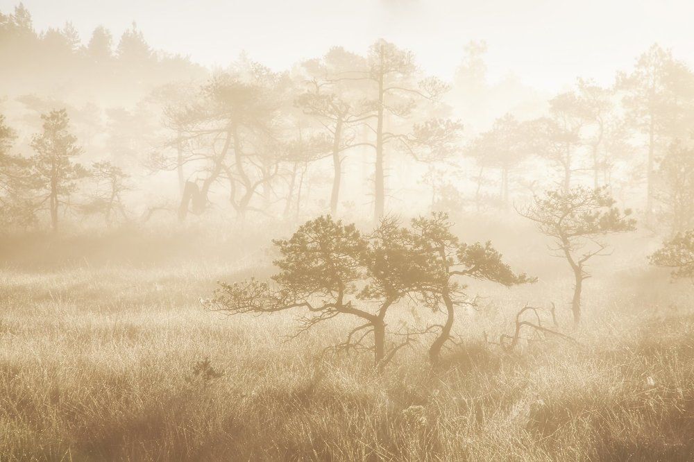 Латвийская охра