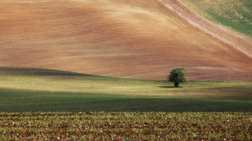 цвет моравии