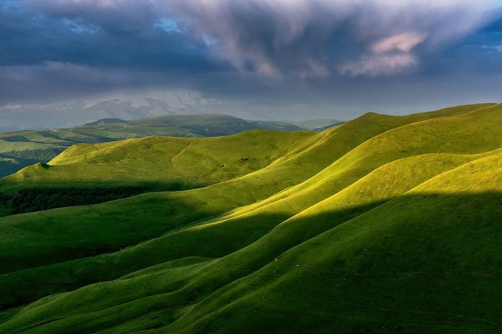 Кавказский бархат
