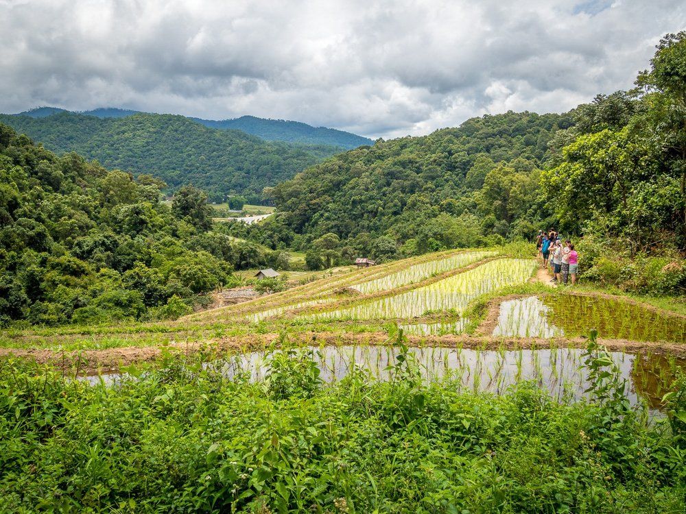 Рисовые поля