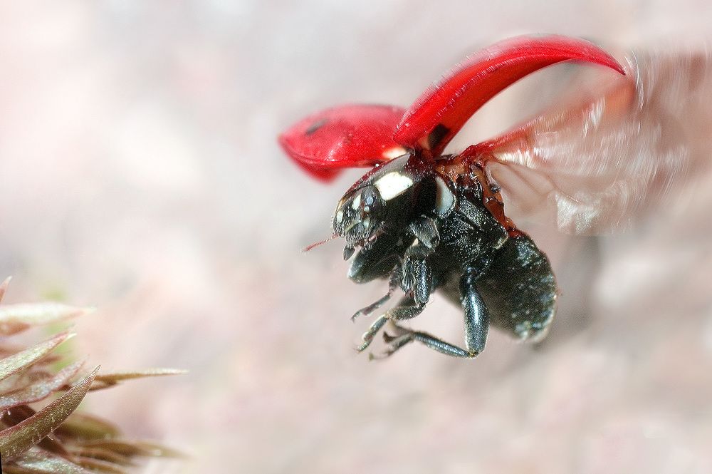 Выпуская шасси