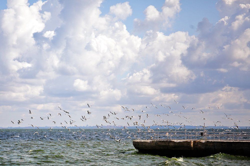 Взлёт чаек над морем.