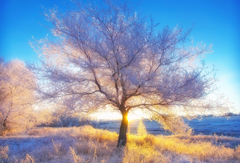 Дерево Ван Гог