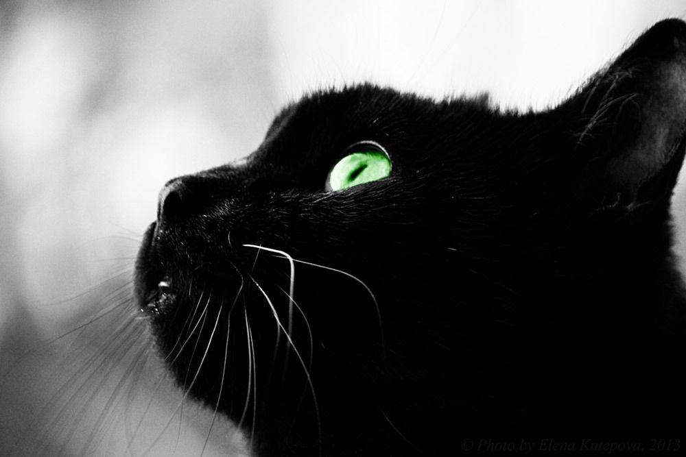 Мой ласковый и нежный зверь (с)