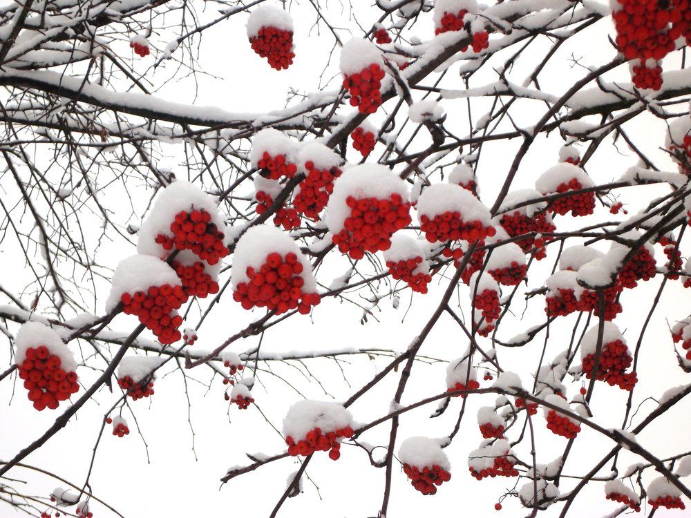 Photograph by Наталья Цуран