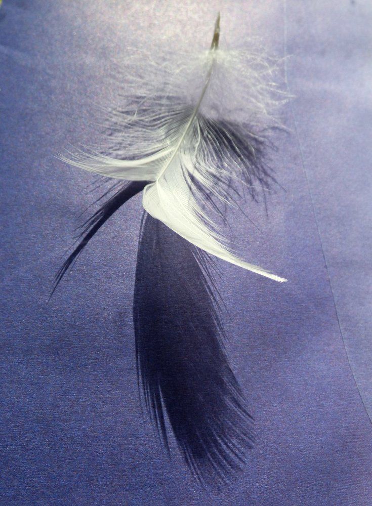 White feather